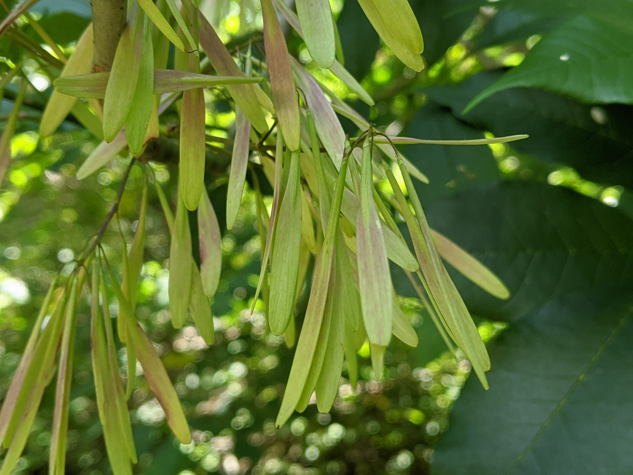 Fraxinus americana